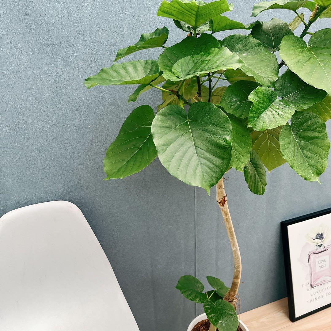 ［現品］A1 フィカスウンベラータ　8号　観葉植物　室内　大型　ゴムの木　人気