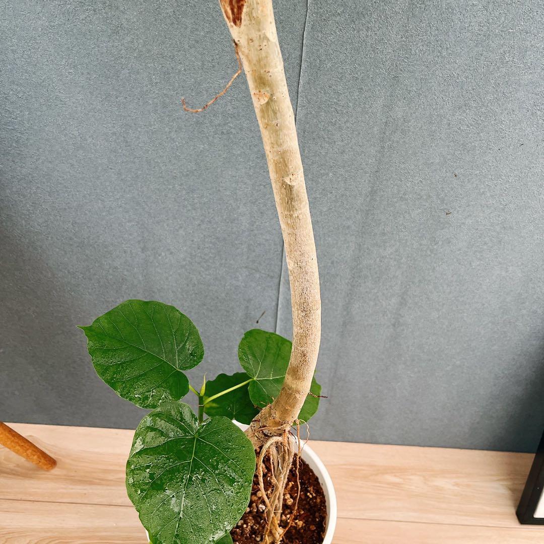 ［現品］A1 フィカスウンベラータ　8号　観葉植物　室内　大型　ゴムの木　人気