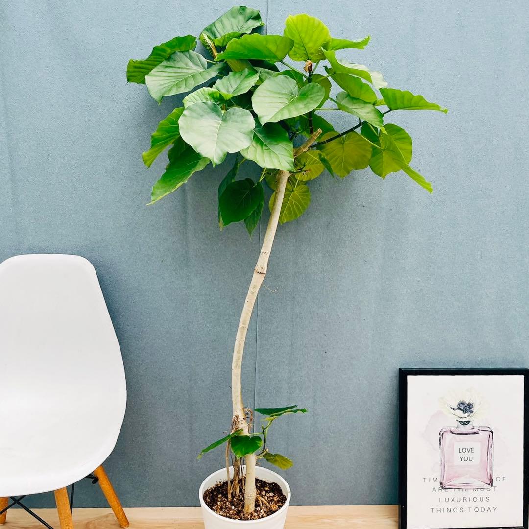 ［現品］A1 フィカスウンベラータ　8号　観葉植物　室内　大型　ゴムの木　人気