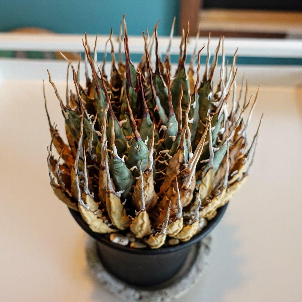 M*1様 お年玉出品！！【発根済・4号サイズ】陽炎ロング棘美株◎エボリスピナ/鉢