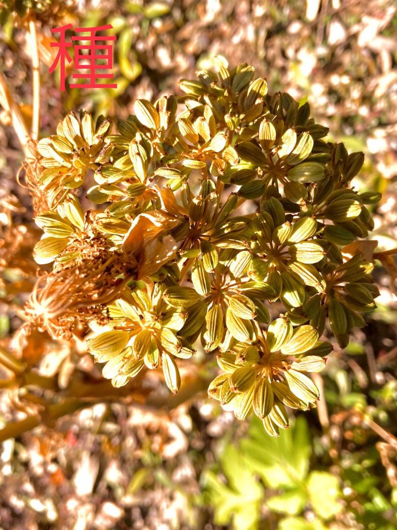 完売　天然＊野生【スーパーフード＊明日葉の種/100粒➕おまけ】完全無農薬