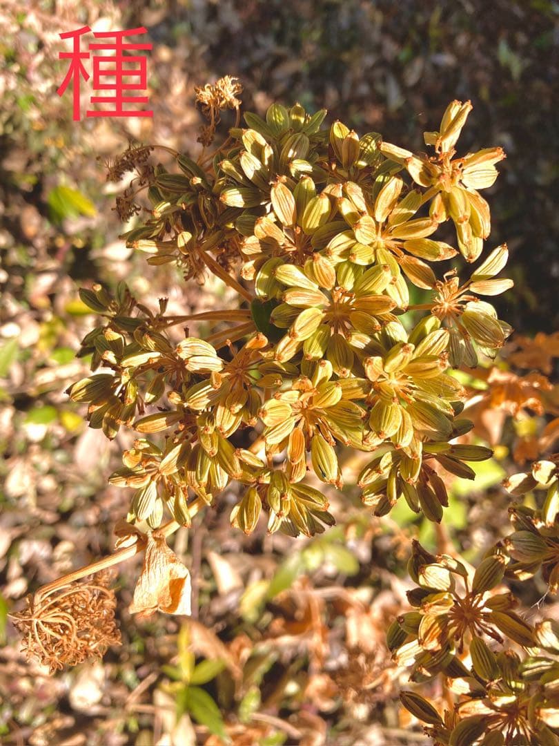 完売　天然＊野生【スーパーフード＊明日葉の種/100粒➕おまけ】完全無農薬