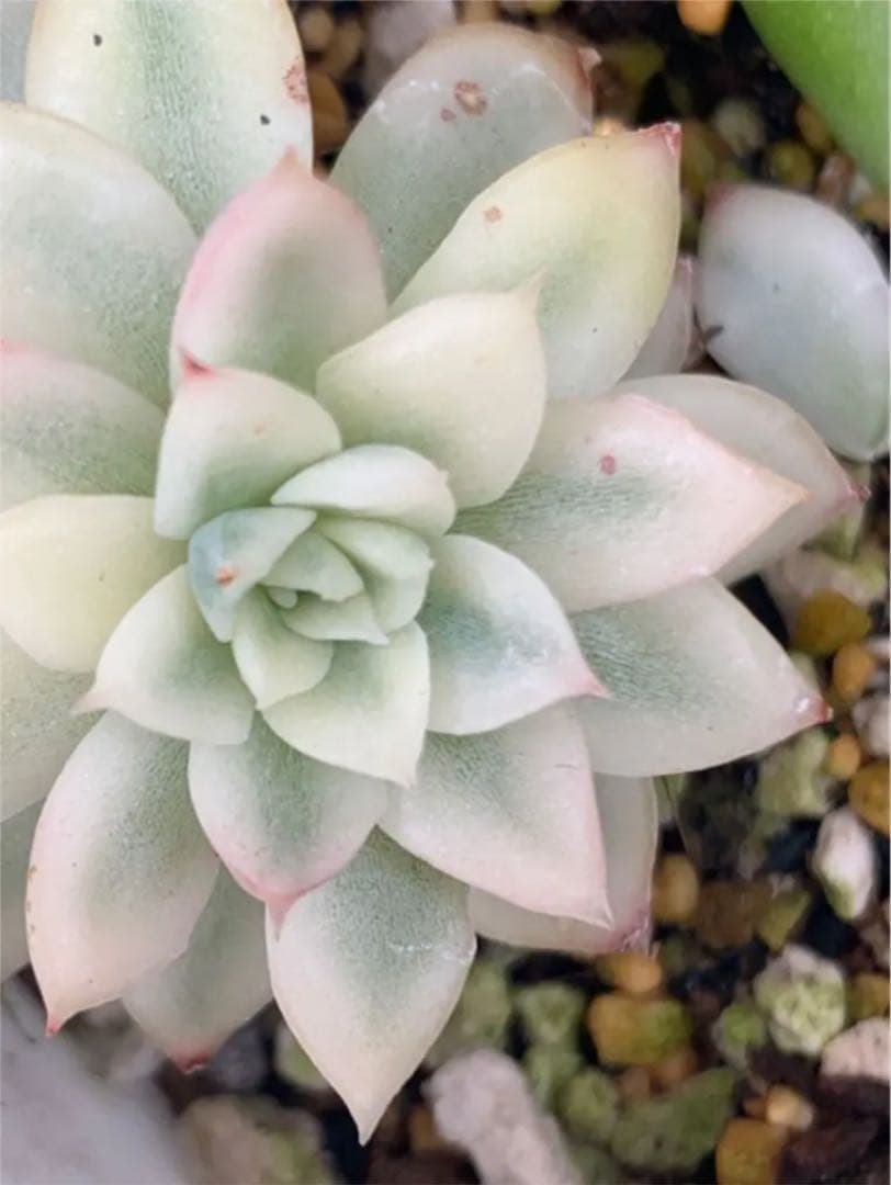 女雛錦   抜き苗  虫食いあり