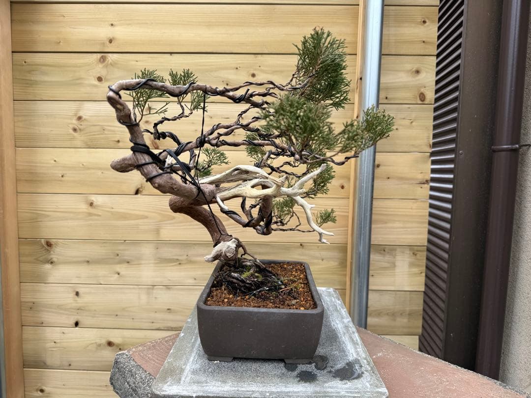 u*a様 糸魚川真柏 盆栽 山採り 樹高約35cm Juniperus 中品盆栽