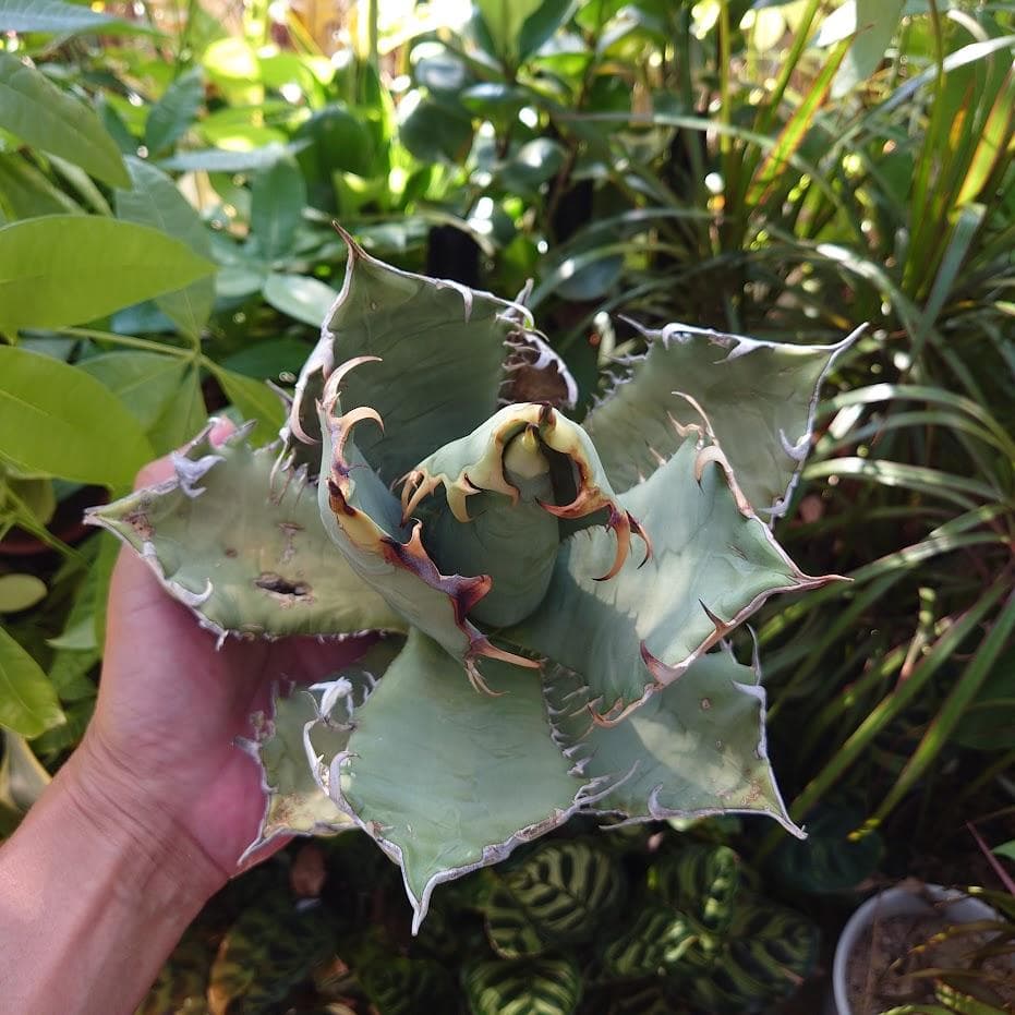 アガベ チタノタ オアハカ Agave titanota Oaxaca 19