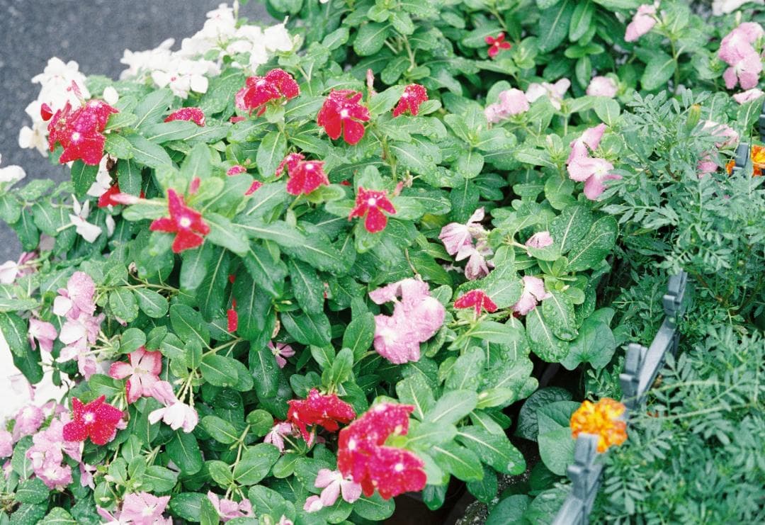 極美品 整備済 完動品 MINOLTA SUPER A 5cm f1.8