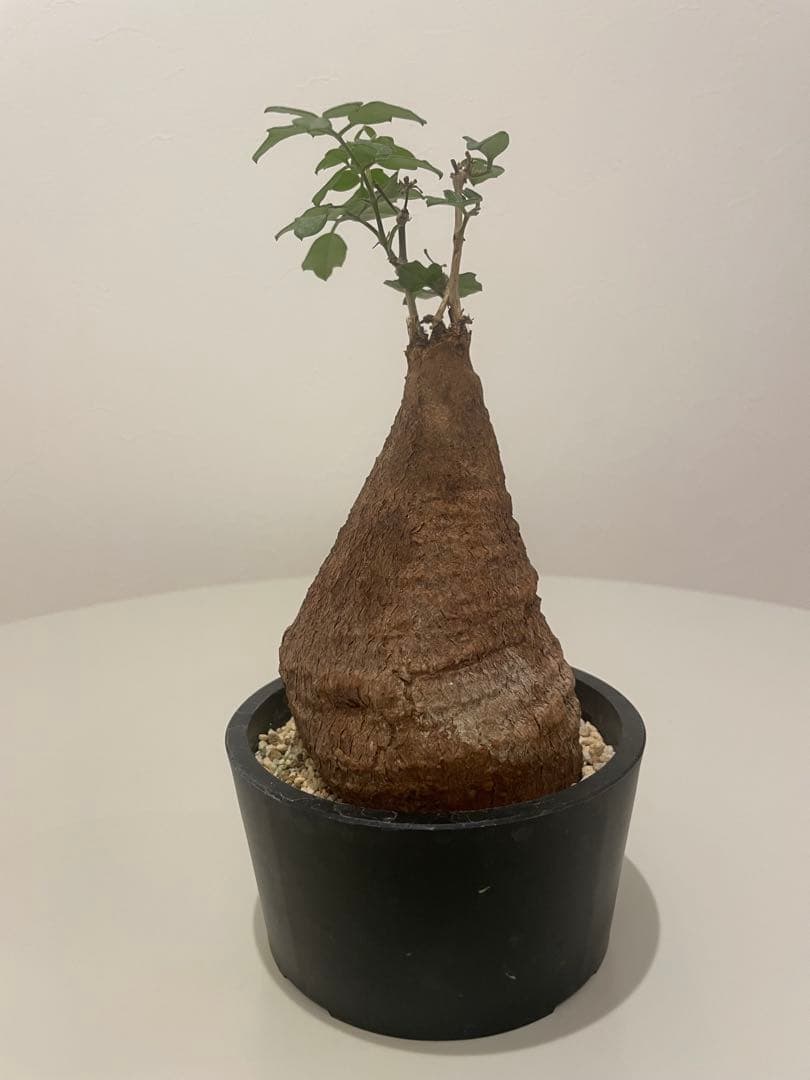 キフォステンマ モンタグナッキー