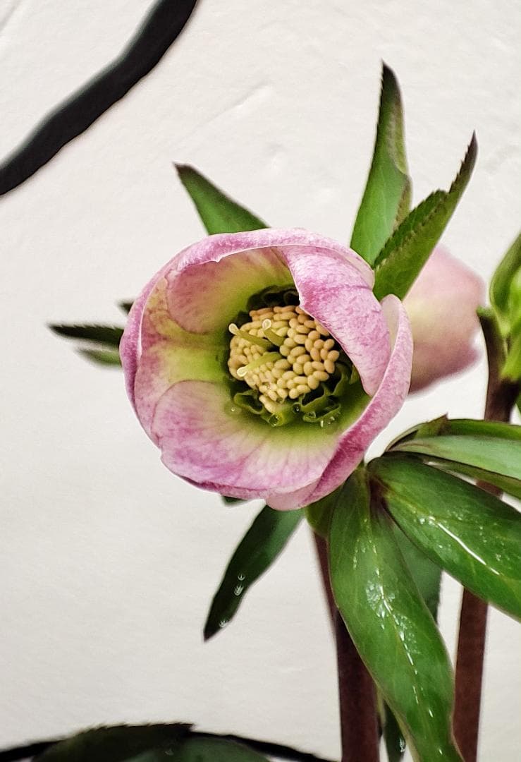 大木ナーサリー★極上ポーセリン★SDポーセリン★早いもの勝ち★正規購入株