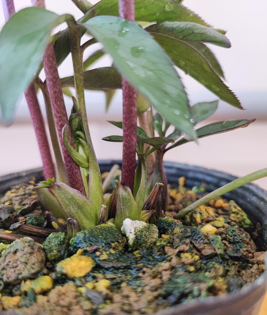 大木ナーサリー★極上ポーセリン★SDポーセリン★早いもの勝ち★正規購入株