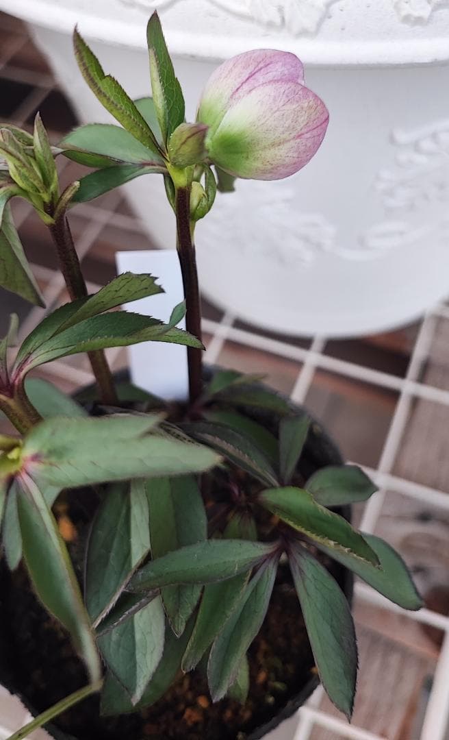 大木ナーサリー★極上ポーセリン★SDポーセリン★早いもの勝ち★正規購入株