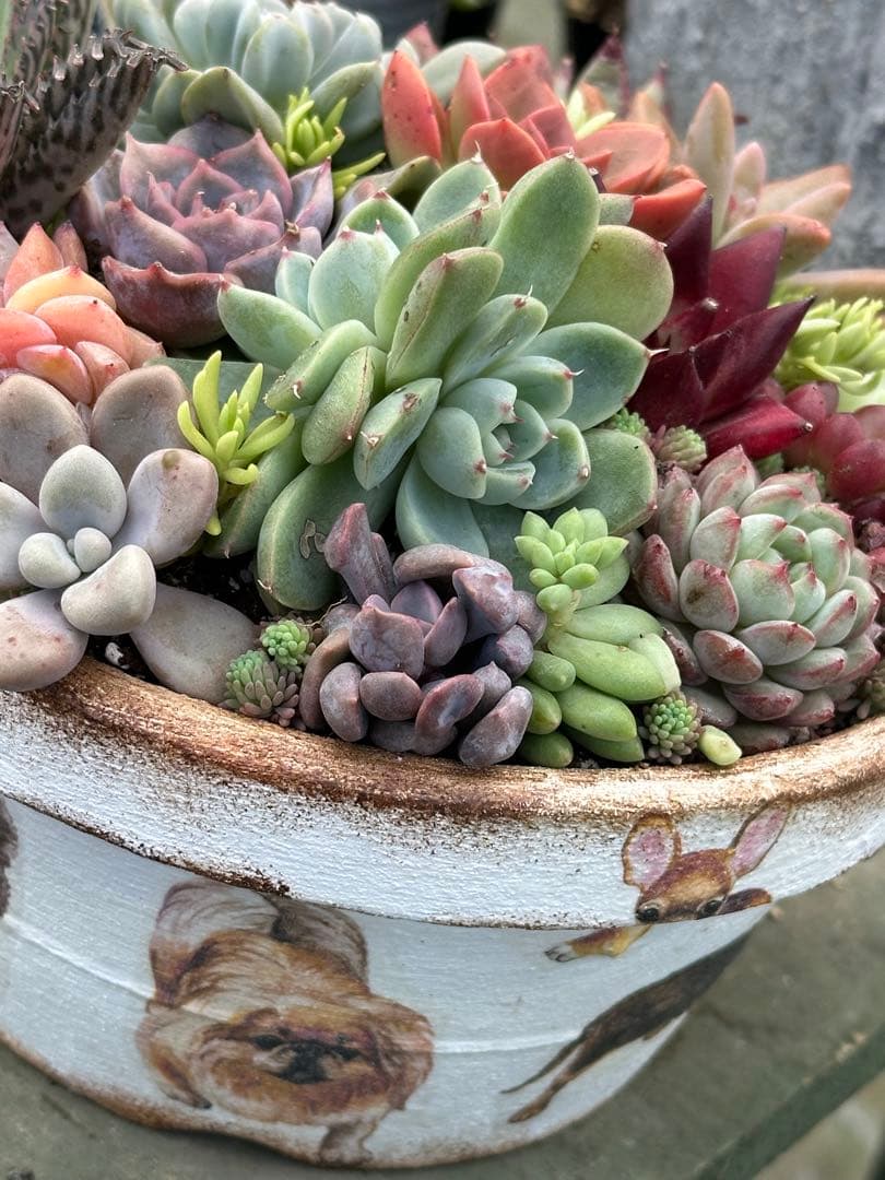 多肉植物☆リメ鉢寄せ植え