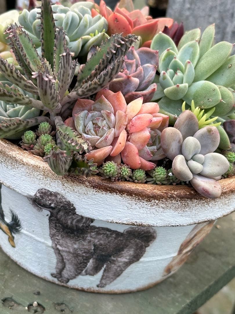 多肉植物☆リメ鉢寄せ植え