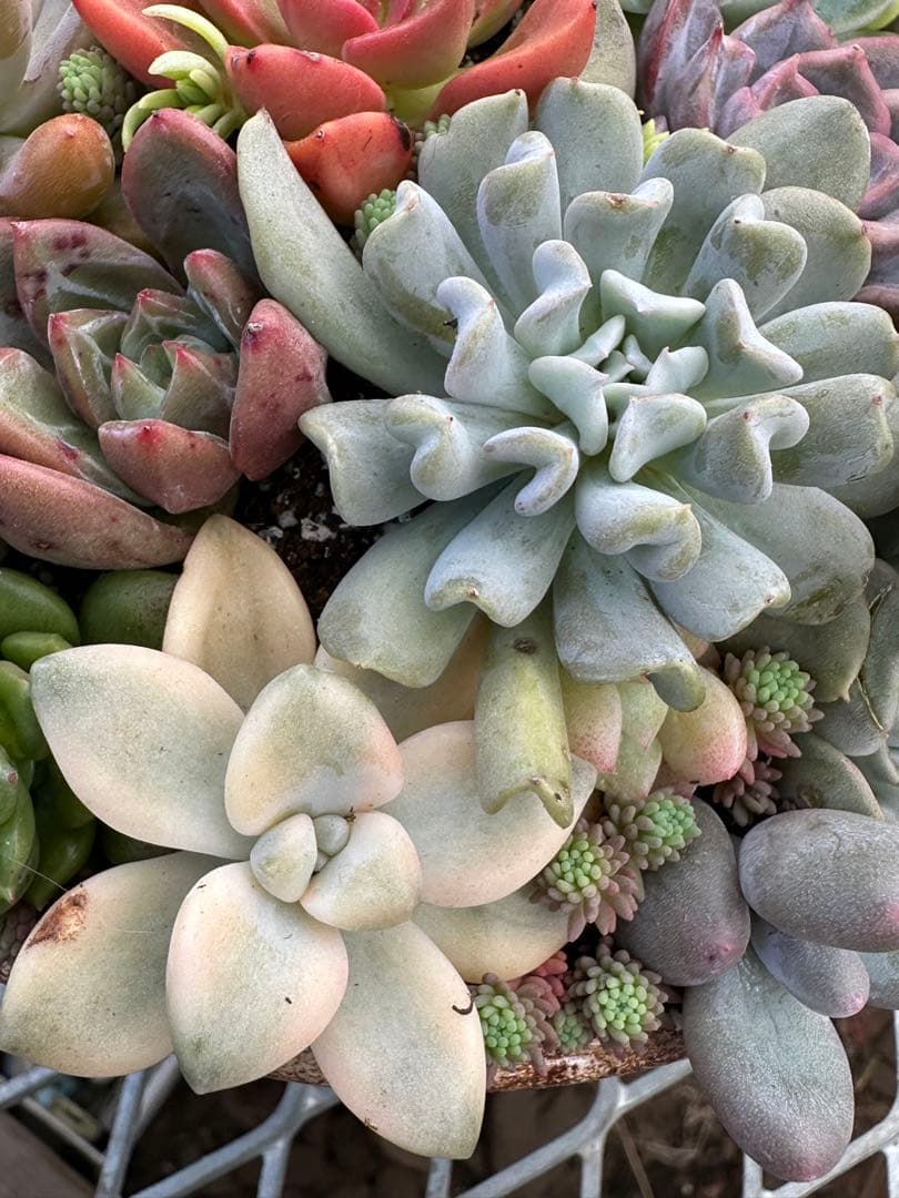 多肉植物☆リメ鉢寄せ植え