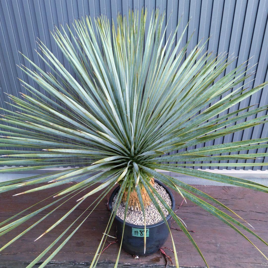 #87 ユッカ ロストラータ yucca rostrata（発根済）