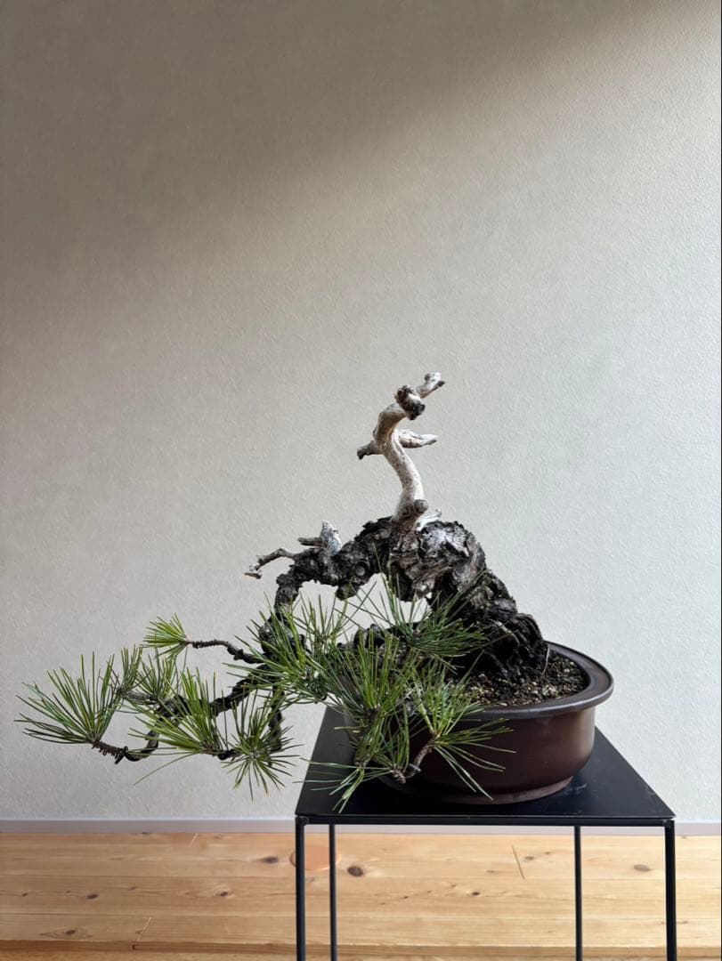 黒松　盆栽　神舎利　樹齢約70年