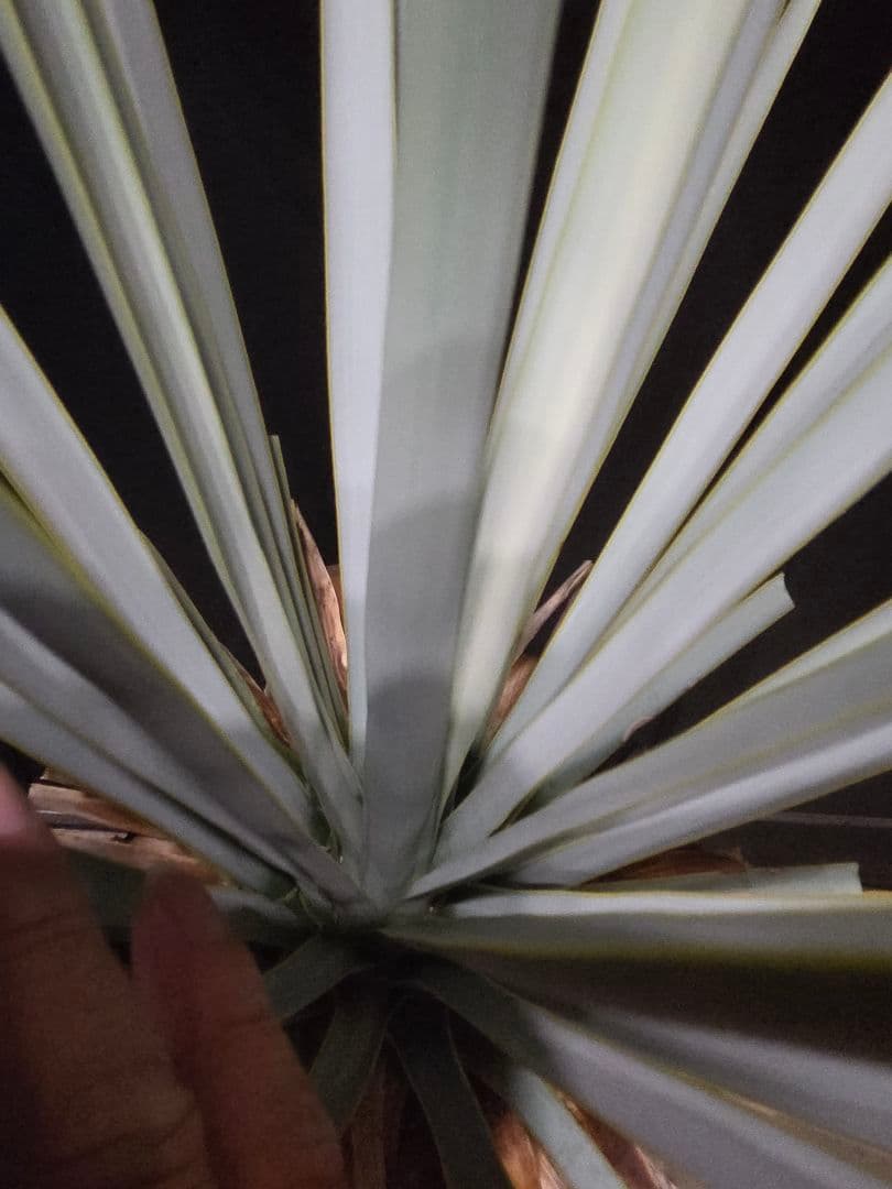 専用出品 セット、リピ割 ユッカリギダ 太株 (へ) 曲がり株