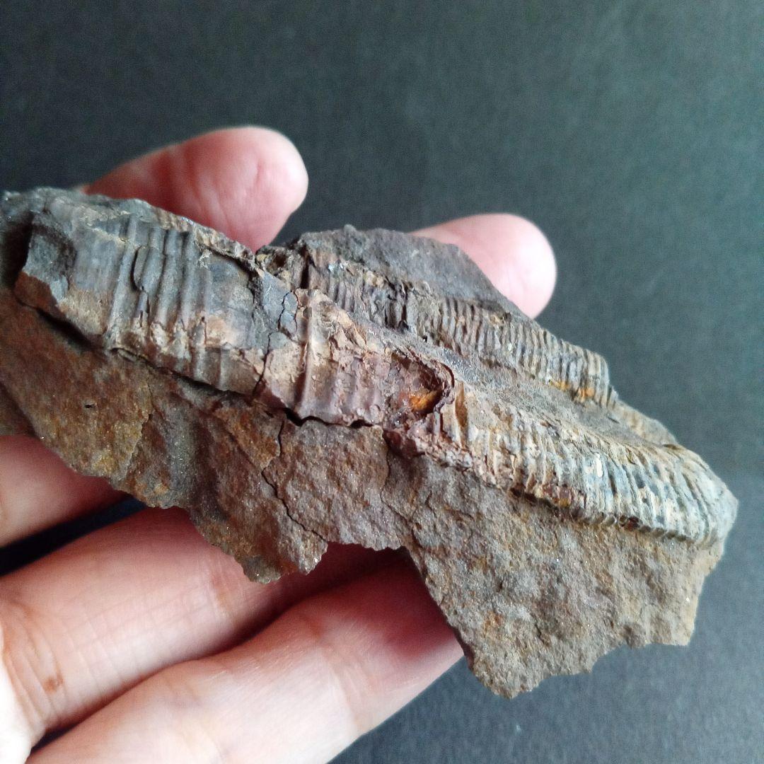 九州産　アンモナイト　ポリプチコセラス　希少