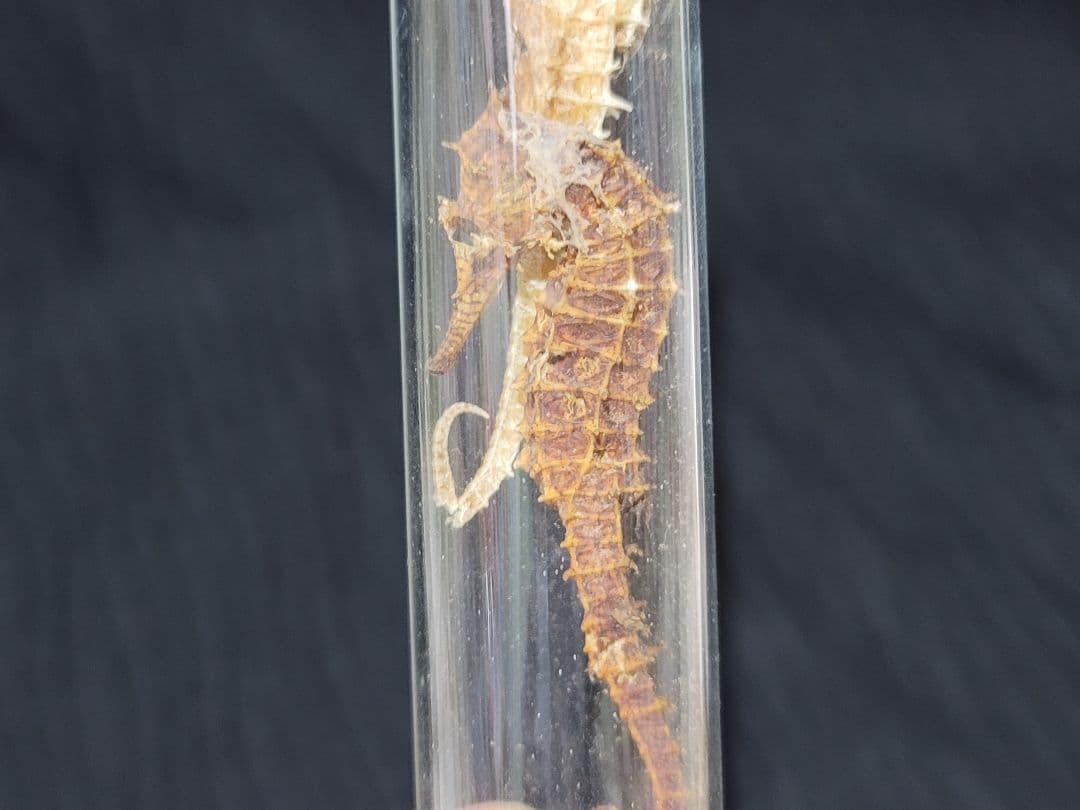 ヴィンテージ 薬瓶と試験管とタツノオトシゴ標本のセット レア