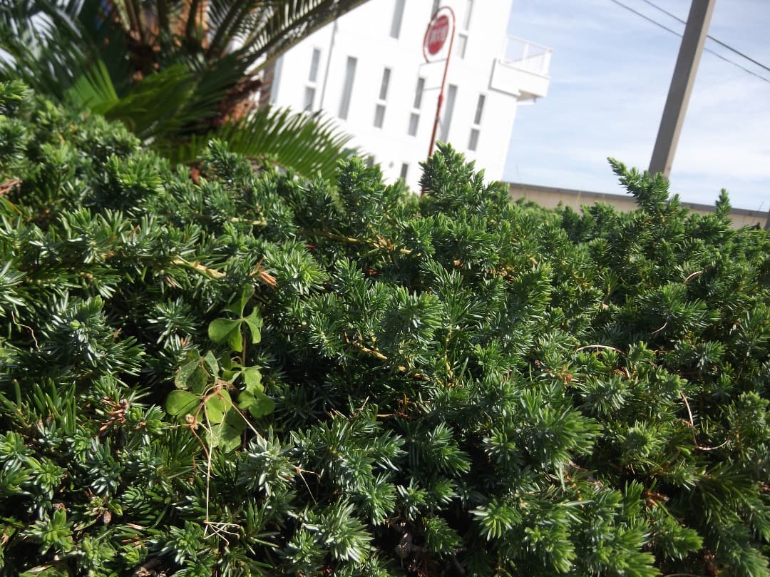 SDカード、リーダー付【動作確認済み】FUJIFILM FinePix T300