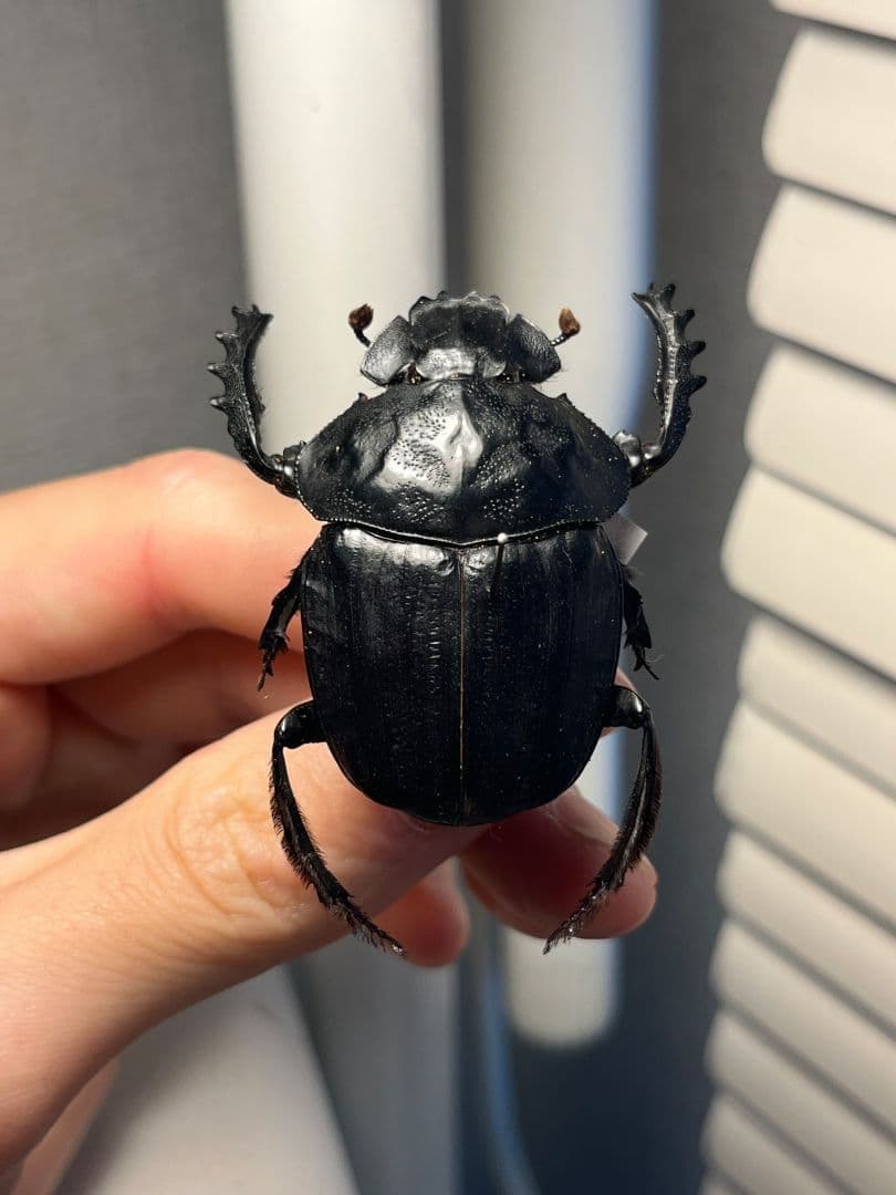 【属内2位】スネブトタマオシコガネ スカラベ糞虫フンチュウ昆虫標本