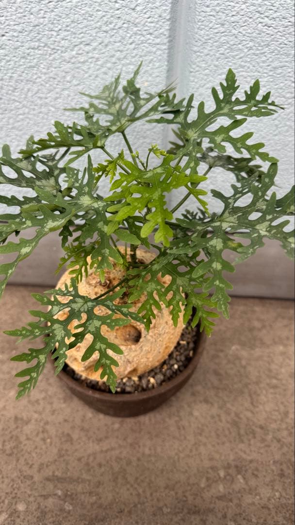 アデニア ペリエリ