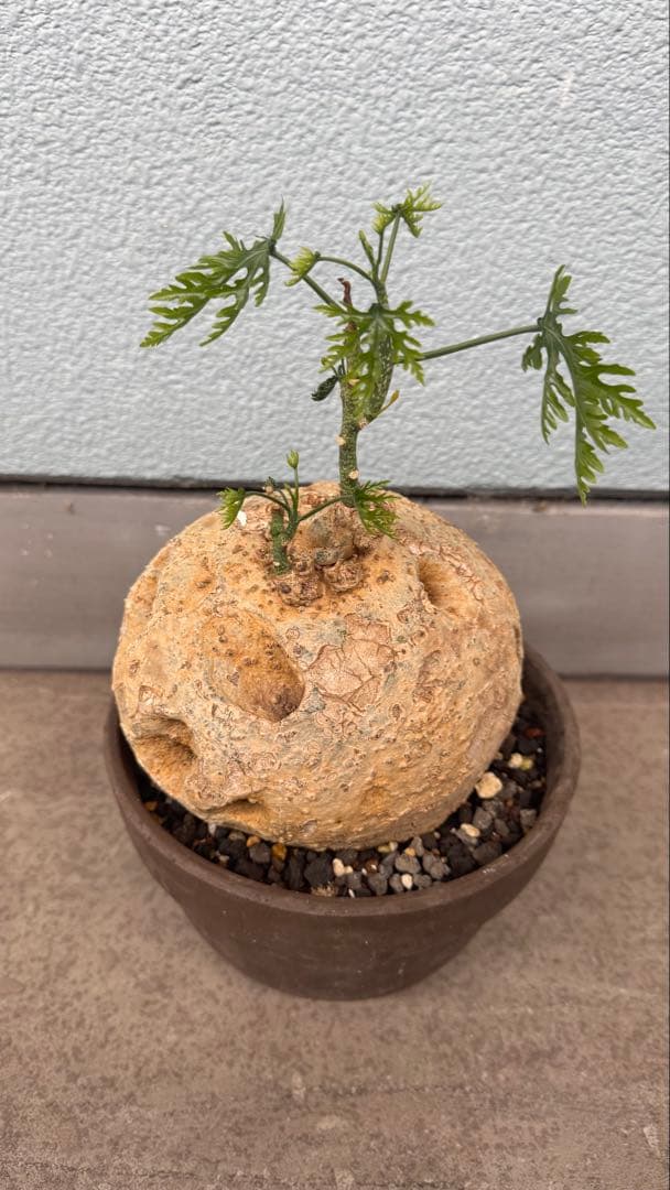 アデニア ペリエリ