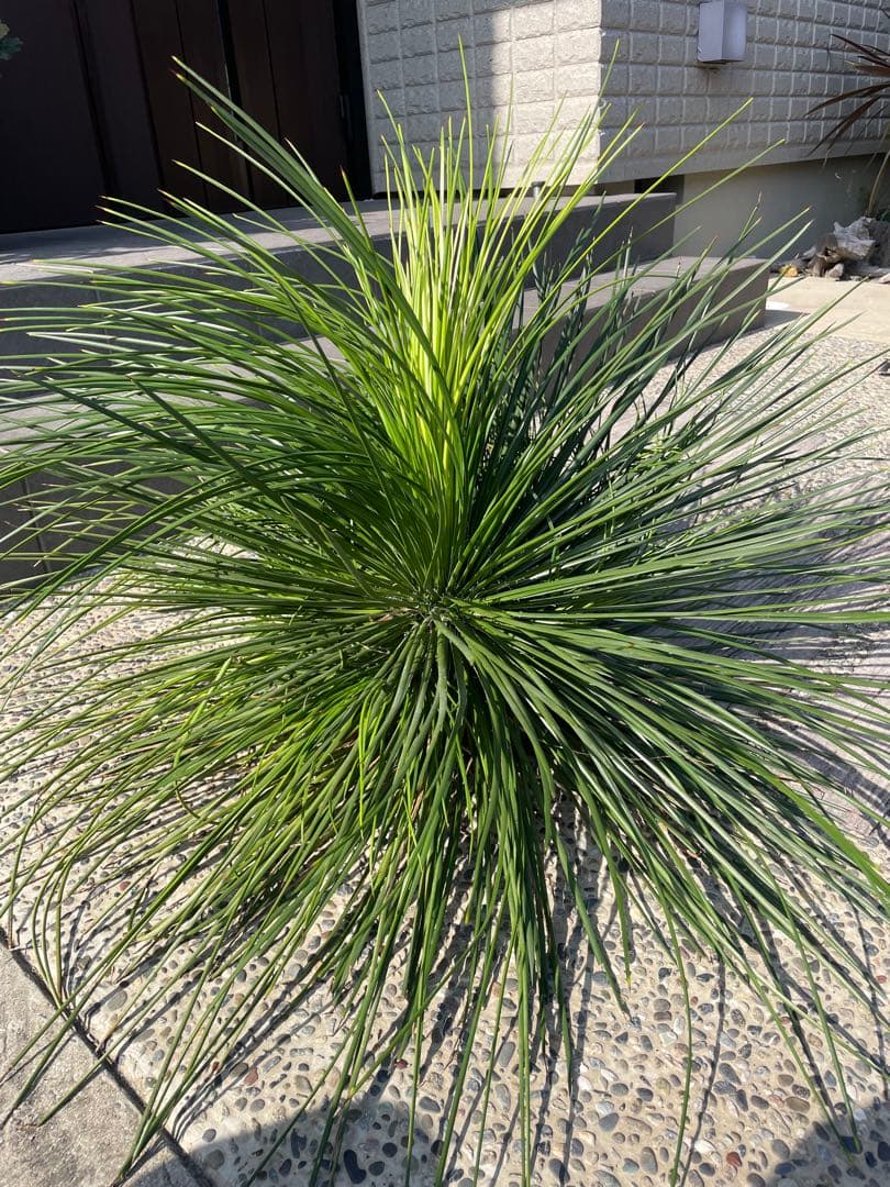 超特大　観葉植物　アガベ　ジェミニフローラ