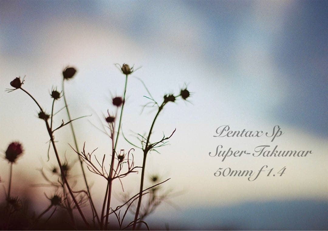 ★pentax sp +タクマーf1.4★完動＊美品＊初期保証＊リザード本革外装