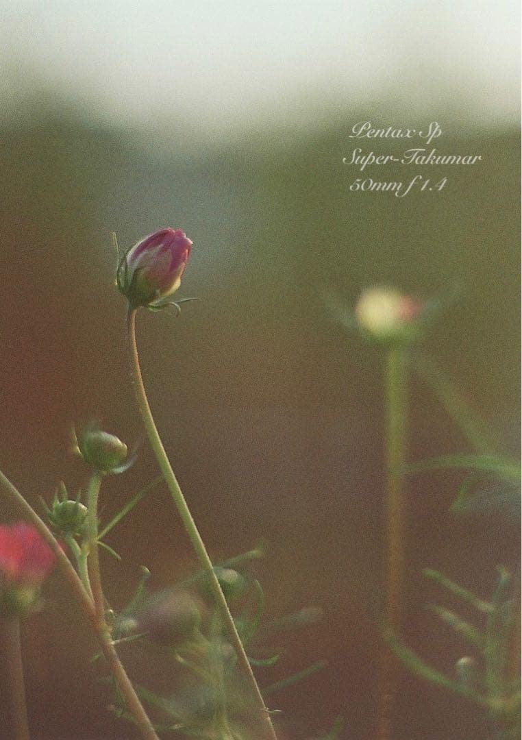 ★pentax sp +タクマーf1.4★完動＊美品＊初期保証＊リザード本革外装