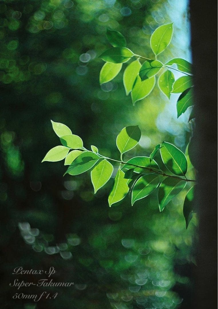 ★pentax sp +タクマーf1.4★完動＊美品＊初期保証＊リザード本革外装