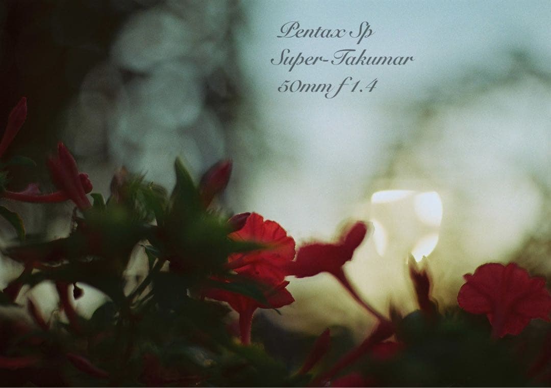 ★pentax sp +タクマーf1.4★完動＊美品＊初期保証＊リザード本革外装