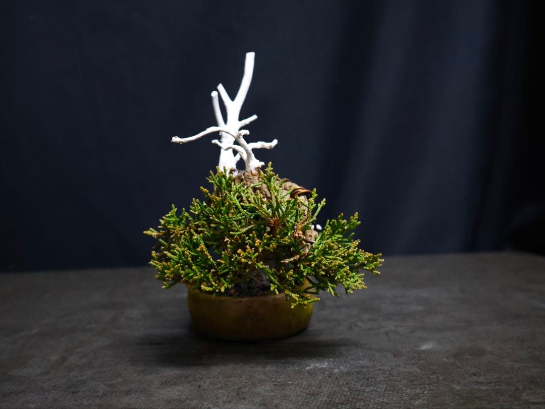逸品　糸魚川真柏　ミニ盆栽　小品盆栽　シャリ芸