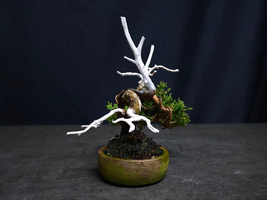 逸品　糸魚川真柏　ミニ盆栽　小品盆栽　シャリ芸