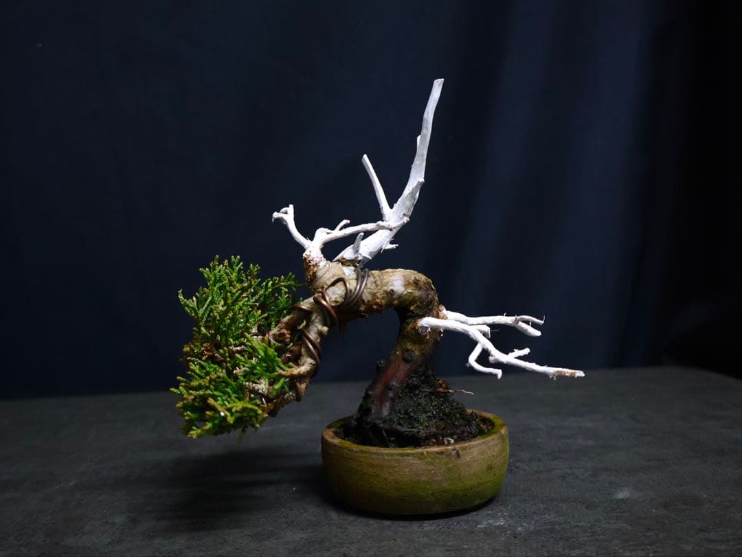 逸品　糸魚川真柏　ミニ盆栽　小品盆栽　シャリ芸