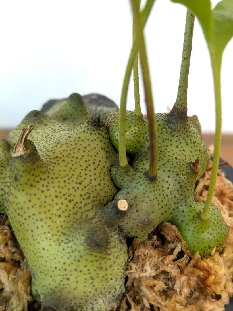 レカノプテリス タツタ アリ植物