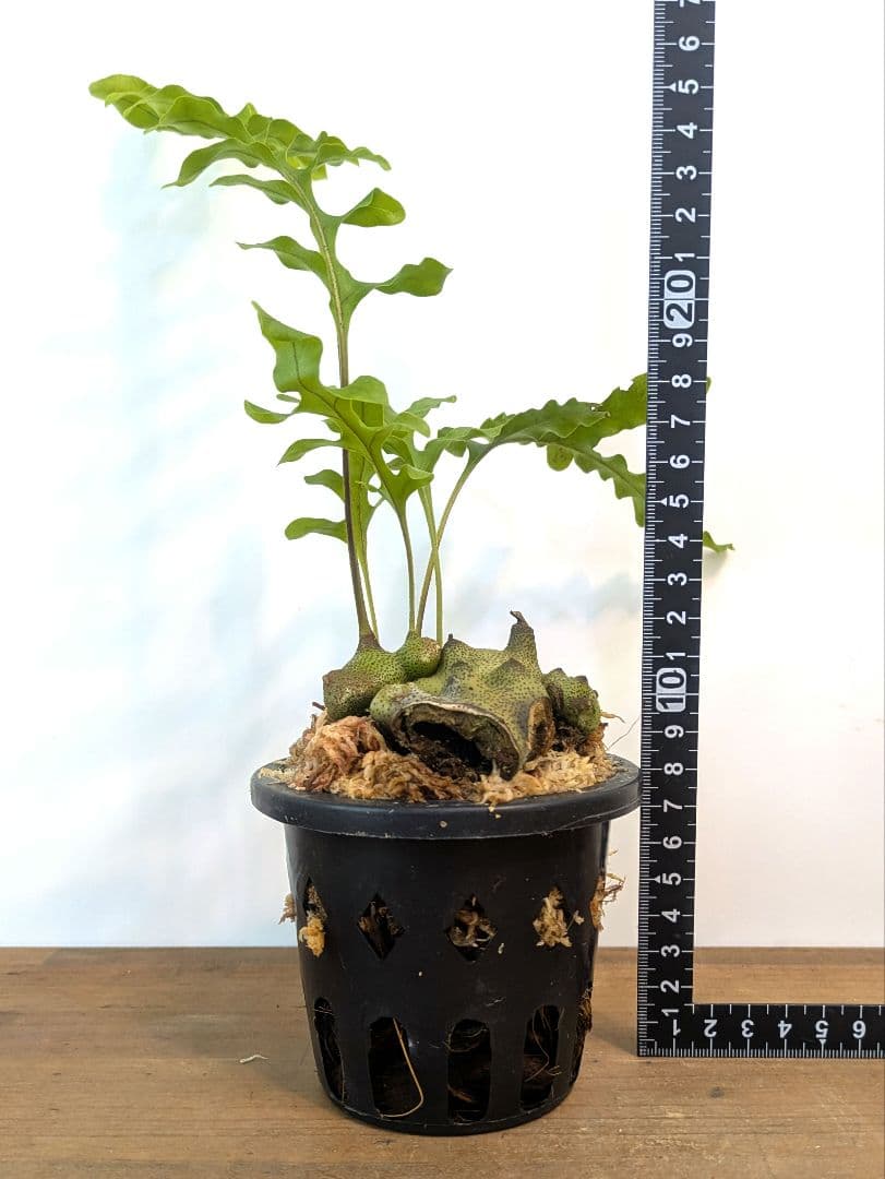 レカノプテリス タツタ アリ植物