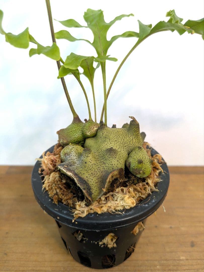 レカノプテリス タツタ アリ植物