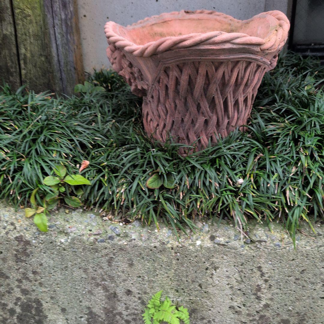 テラコッタ鉢　テラコッタ植木鉢　楕円形　　お買い得　希少　バラクラ購入 大サイズ