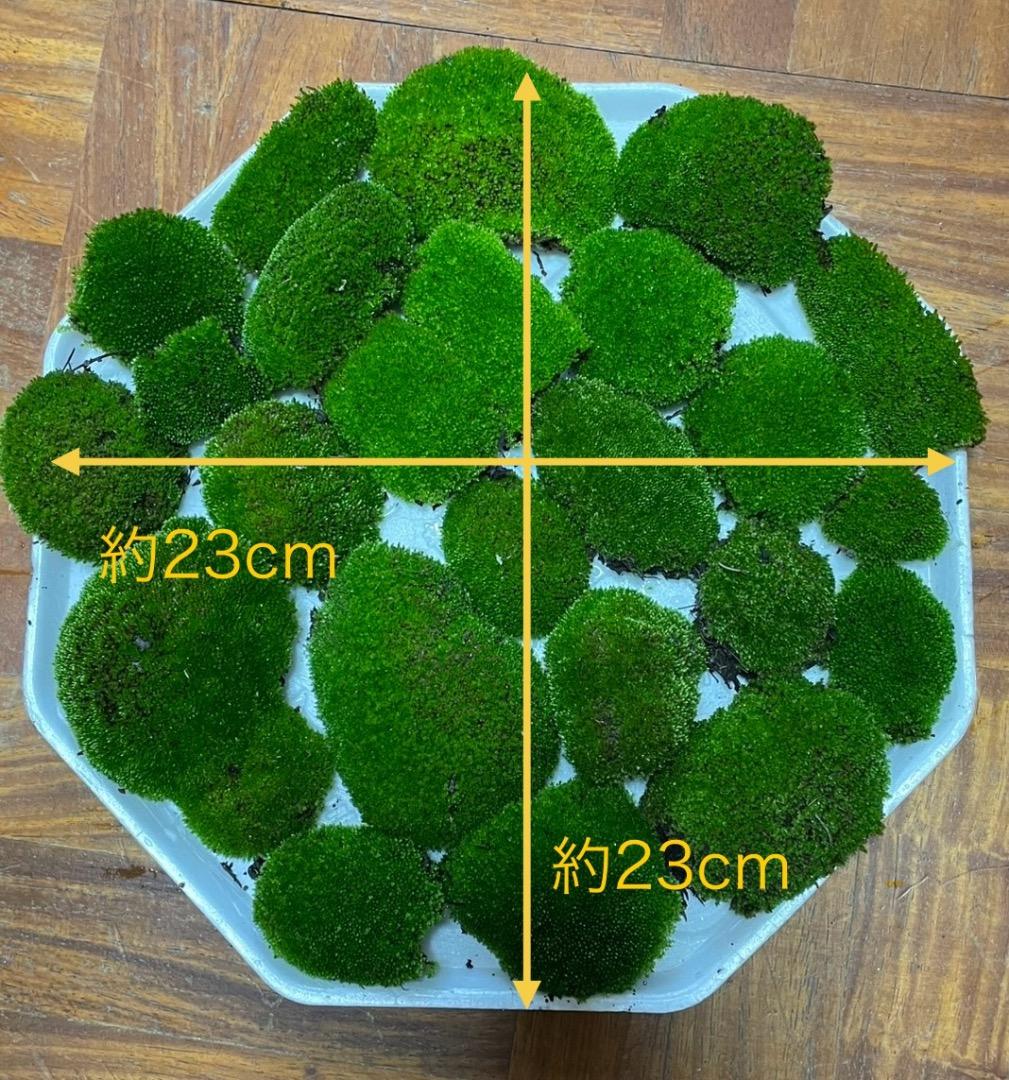 ホソウリゴケのリクエスト用ページ