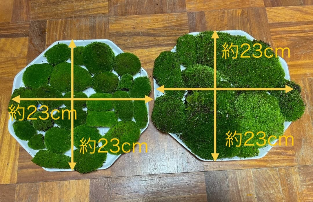 ホソウリゴケのリクエスト用ページ