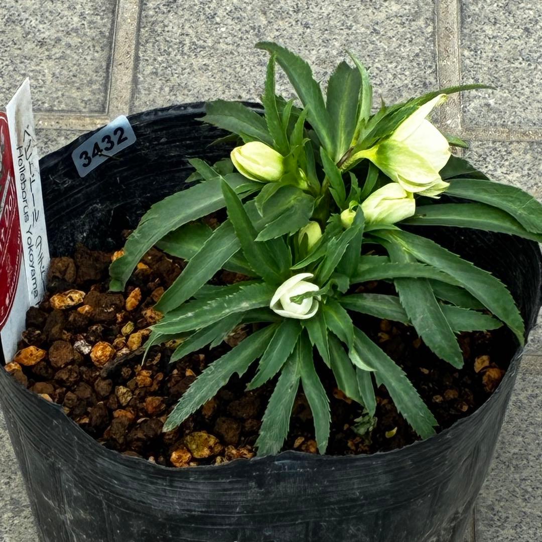 ぴ*ん様 3432☘️花、タグ付き☘️ベビードール⭐️超小輪⭐️超コンパクト⭐️