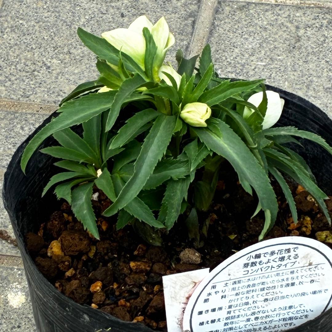 ぴ*ん様 3432☘️花、タグ付き☘️ベビードール⭐️超小輪⭐️超コンパクト⭐️