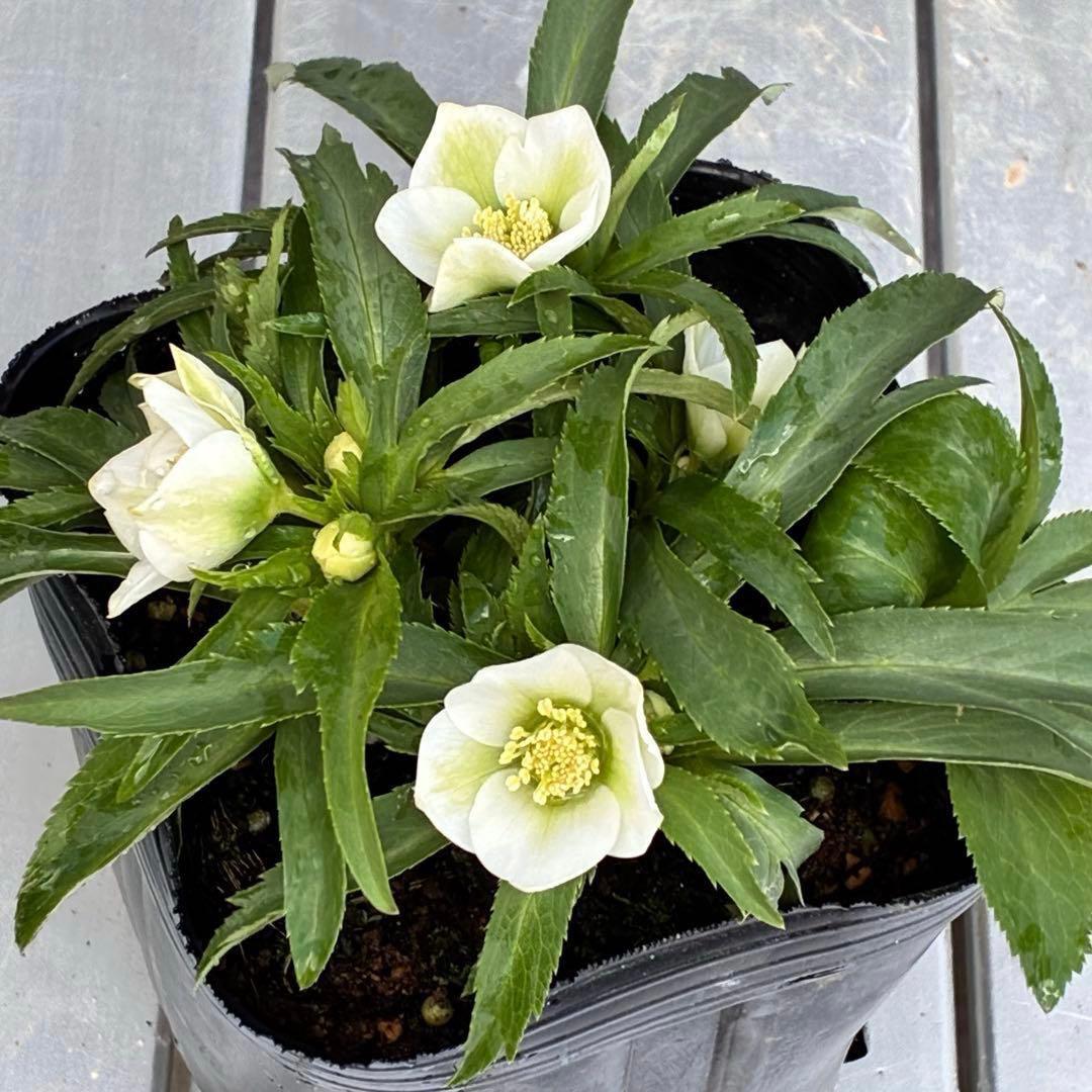 ぴ*ん様 3432☘️花、タグ付き☘️ベビードール⭐️超小輪⭐️超コンパクト⭐️