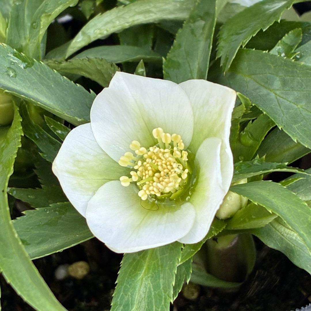 ぴ*ん様 3432☘️花、タグ付き☘️ベビードール⭐️超小輪⭐️超コンパクト⭐️