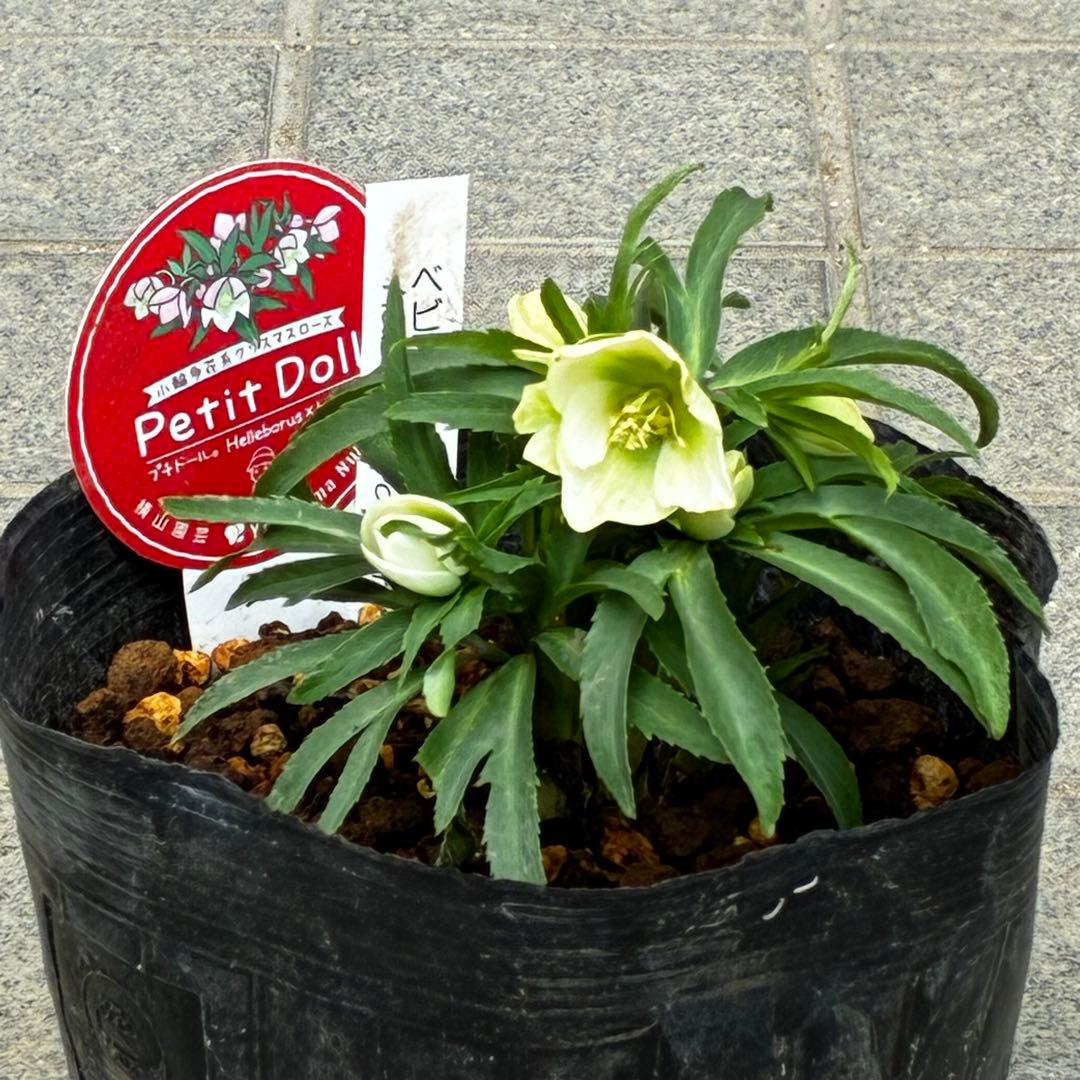 ぴ*ん様 3432☘️花、タグ付き☘️ベビードール⭐️超小輪⭐️超コンパクト⭐️