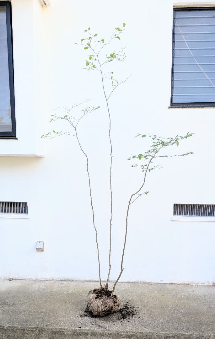 透明感。山採りアオハダ。