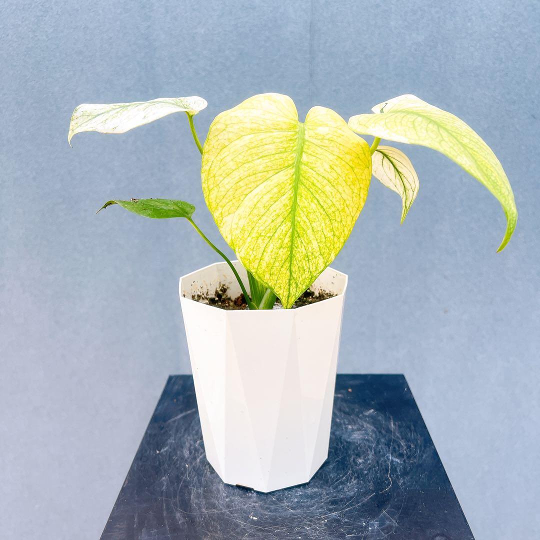 現品　モンステラ　ホワイトモンスター　41番　希少　観葉植物　インテリアグリーン