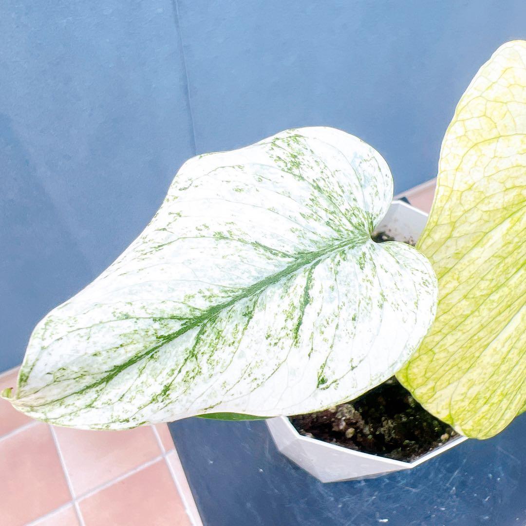 現品　モンステラ　ホワイトモンスター　41番　希少　観葉植物　インテリアグリーン