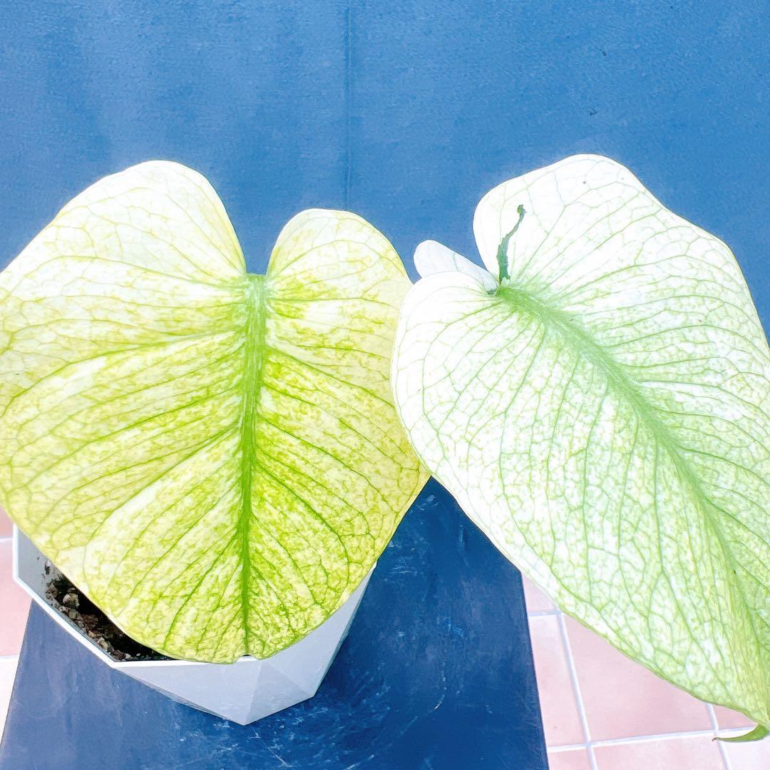 現品　モンステラ　ホワイトモンスター　41番　希少　観葉植物　インテリアグリーン