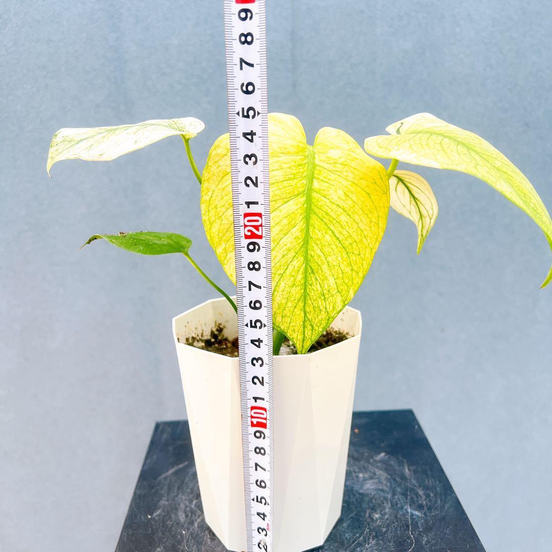 現品　モンステラ　ホワイトモンスター　41番　希少　観葉植物　インテリアグリーン